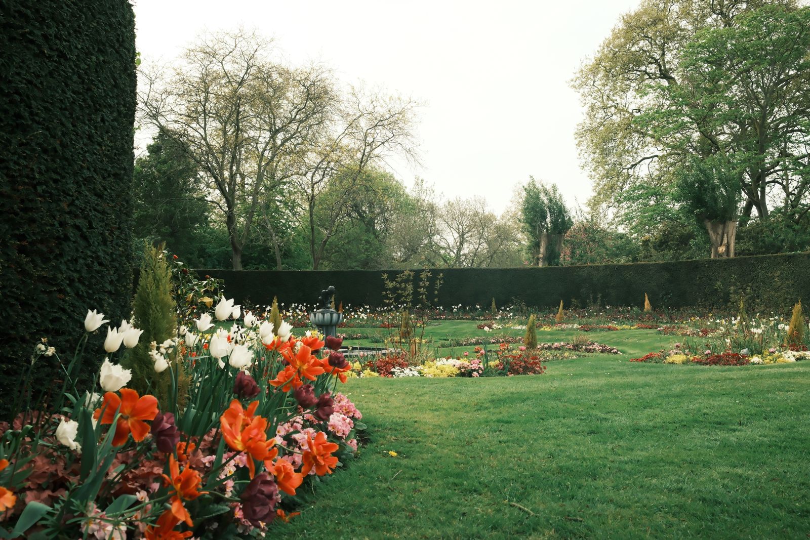 A mature formal English garden with tulip borders and a broad lawn