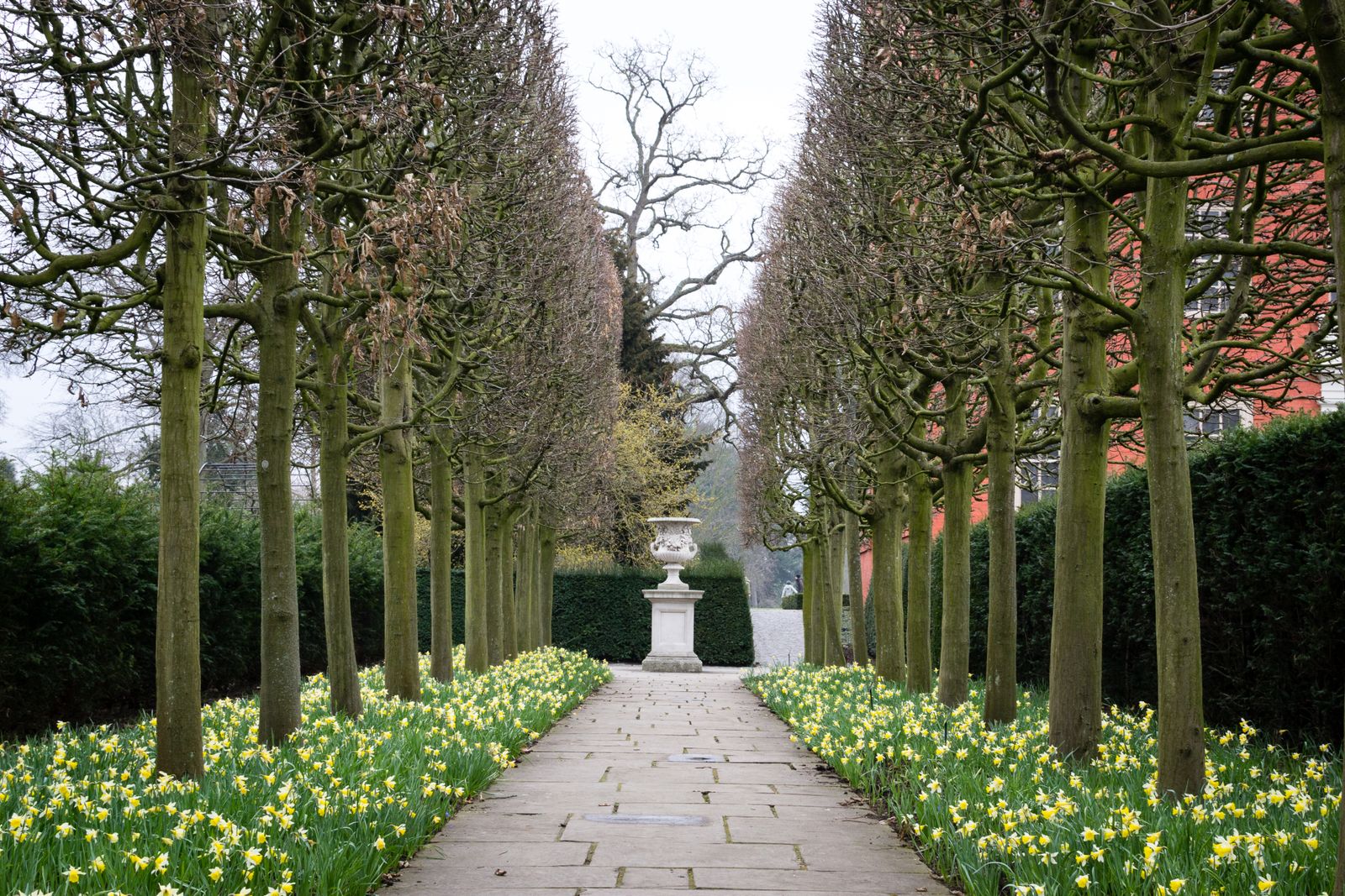 A formal garden avenue of pleached trees and spring daffodils leading to a stone urn